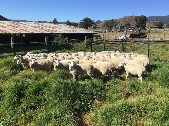 A+ CASTLETOP 21-7-20