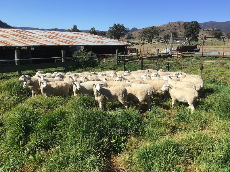 A+ CASTLETOP 21-7-20