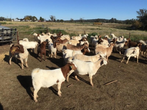 GOAT DOES BEN ATKINSON 21-7-20