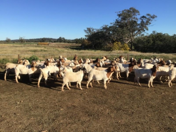 GOAT WETHERS ATKINSON 21-7-20