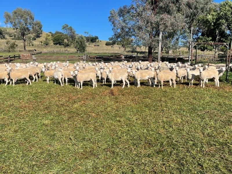 CASTLETOP SM EWES