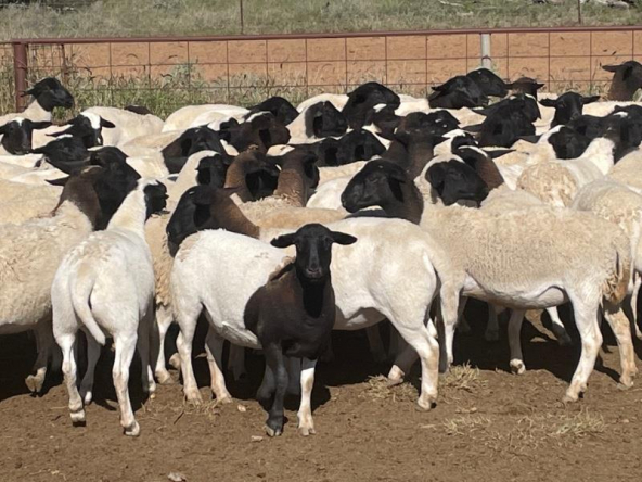 MAXWELL 270 EWE LAMBS