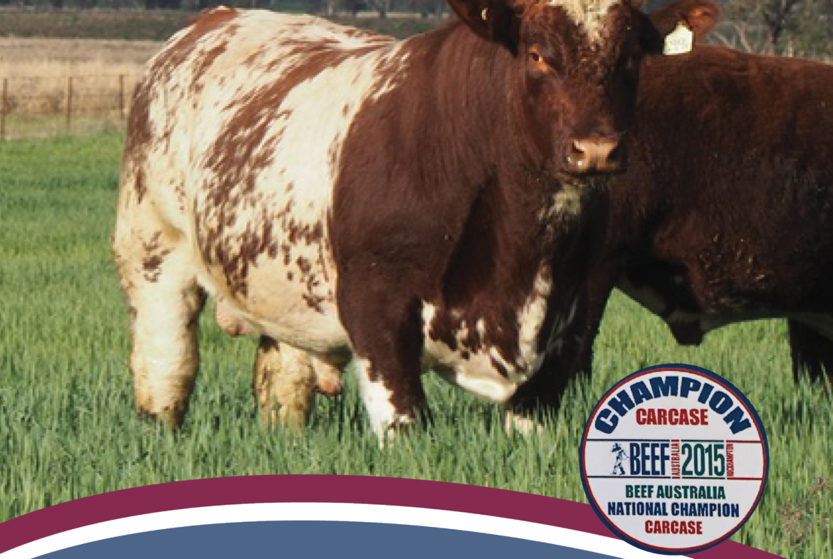 MANCHEE Catlogue Flyer 2023