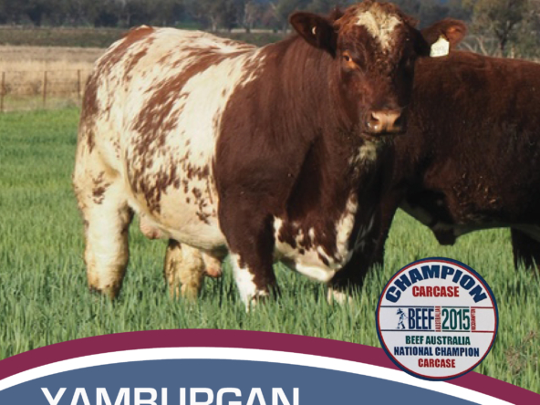 MANCHEE Catlogue Flyer 2023