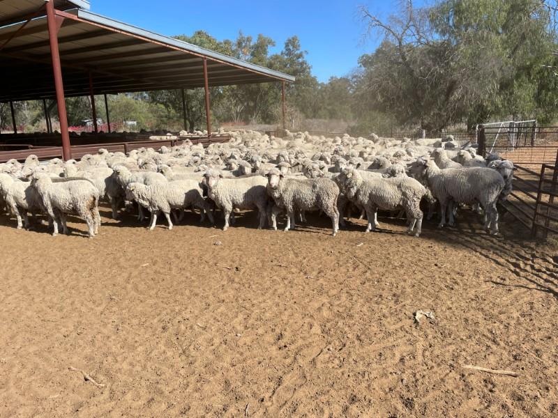 WILSON 275 SIL EWES