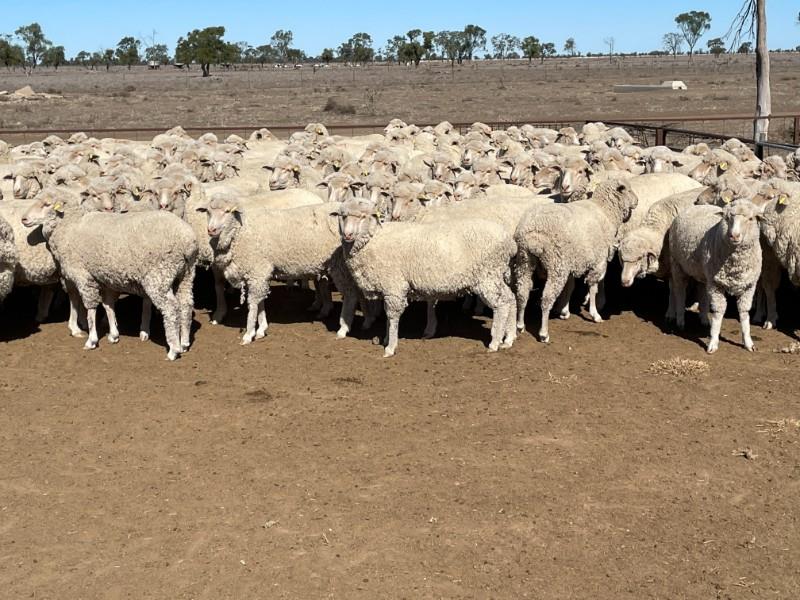 WILSON 212 SIL EWES