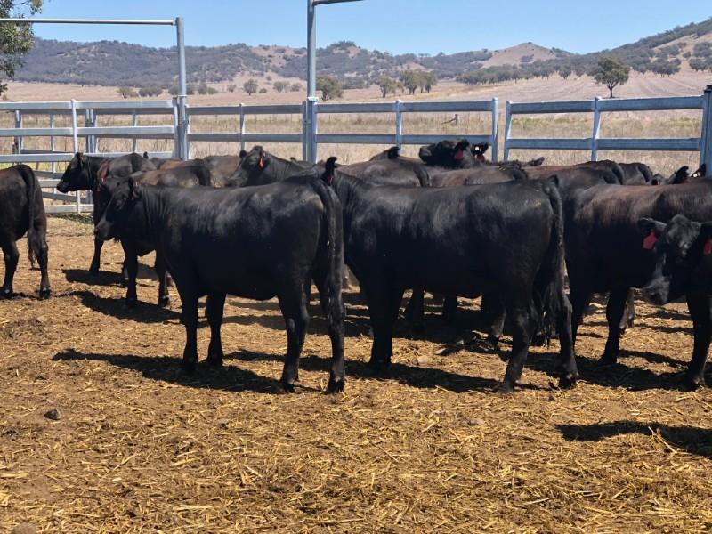PARRAWEENA FEEDER STEERS 20-10-23