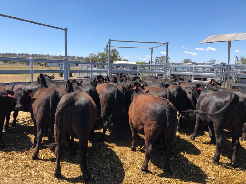 PARRAWEENA FEEDER STEERS 20-10-23