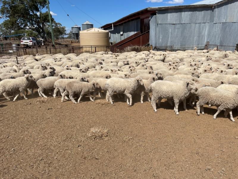 HOLCOMBE MORROW 3-10-23