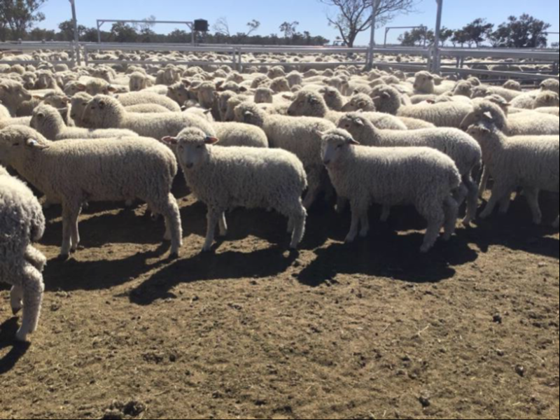 MAREEBA SUCKERS 19-9-23