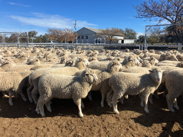 MAREEBA LAMBS A+ 29-7-25