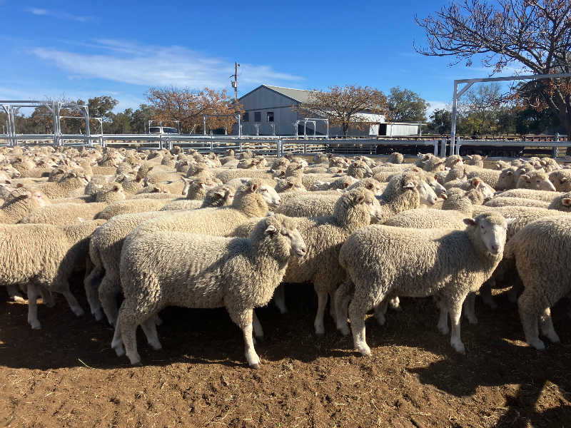 MAREEBA LAMBS A+ 29-7-25